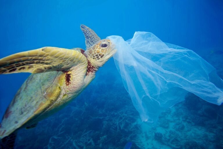 ¿PLÁSTICOS EN EL OCÉANO?