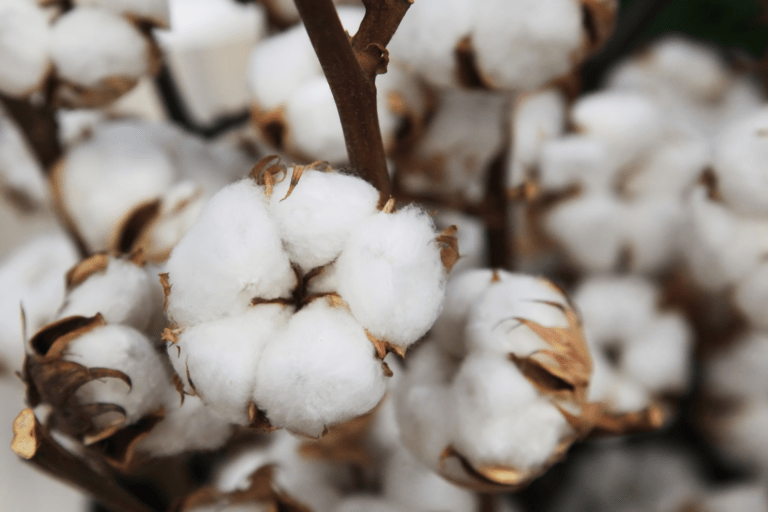 Tejidos con conciencia: El algodón orgánico en Oceanna Clothing